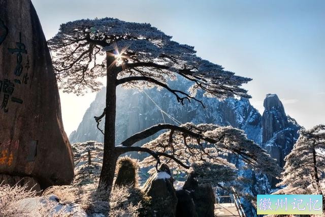 周群带您了解黄山迎客松-2.jpg
