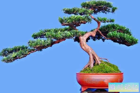 迎客松壁纸，手机壁纸-2.jpg