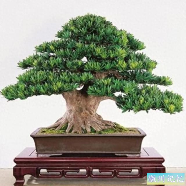 迎客松壁纸，手机壁纸-1.jpg
