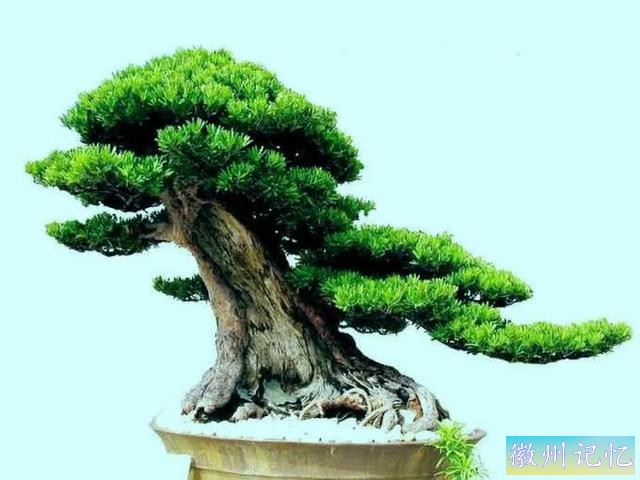 迎客松壁纸，手机壁纸-3.jpg