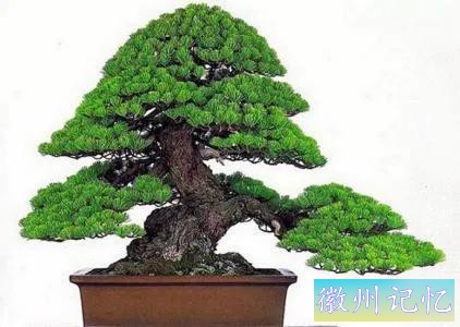 迎客松壁纸，手机壁纸-5.jpg