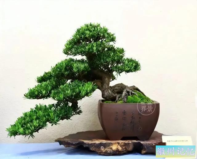 迎客松壁纸，手机壁纸-6.jpg