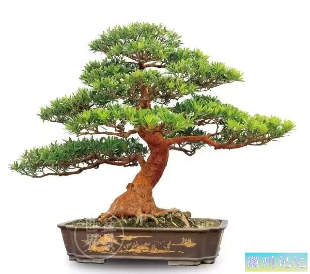 迎客松壁纸，手机壁纸-9.jpg