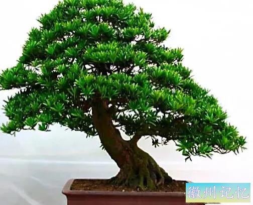 迎客松壁纸，手机壁纸-7.jpg