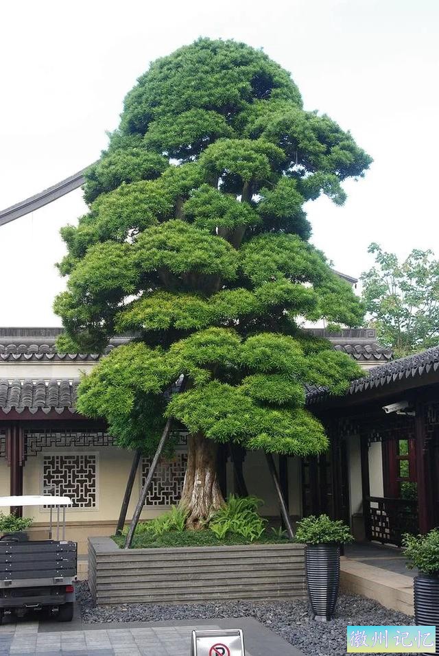 迎客松壁纸，手机壁纸-12.jpg