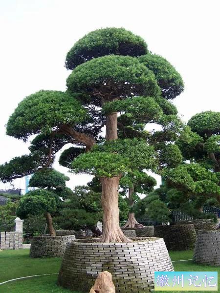 迎客松壁纸，手机壁纸-13.jpg