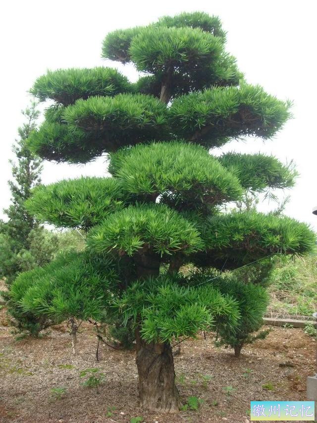迎客松壁纸，手机壁纸-14.jpg