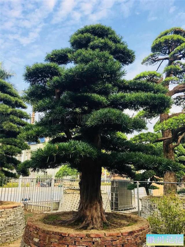 迎客松壁纸，手机壁纸-16.jpg