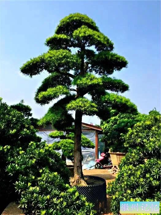 迎客松壁纸，手机壁纸-15.jpg