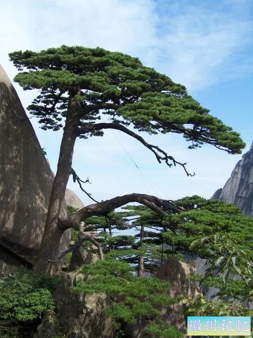分享——黄山迎客松美图-2.jpg