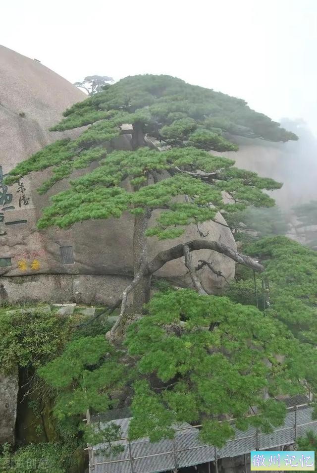分享——黄山迎客松美图-7.jpg