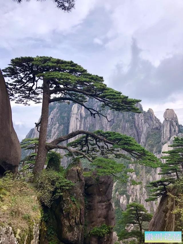 分享——黄山迎客松美图-5.jpg