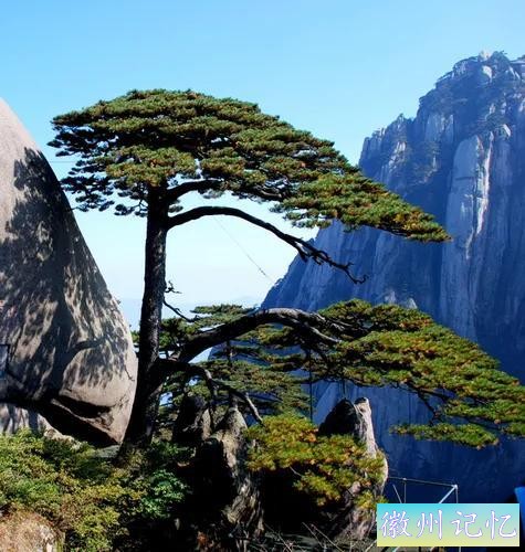 分享——黄山迎客松美图-8.jpg
