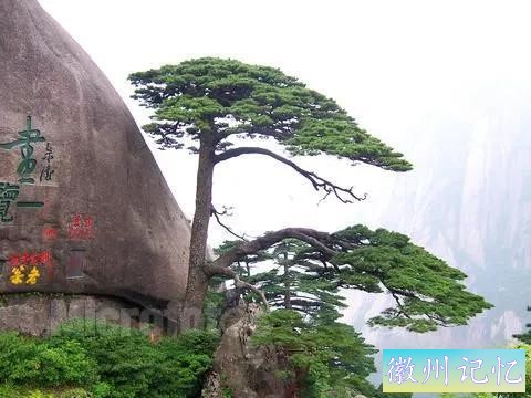 分享——黄山迎客松美图-12.jpg