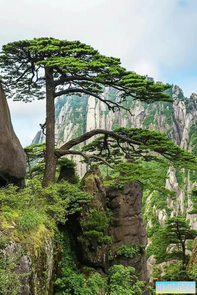 分享——黄山迎客松美图-13.jpg