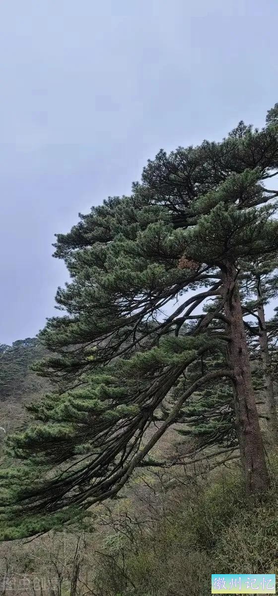 分享——黄山迎客松美图-15.jpg