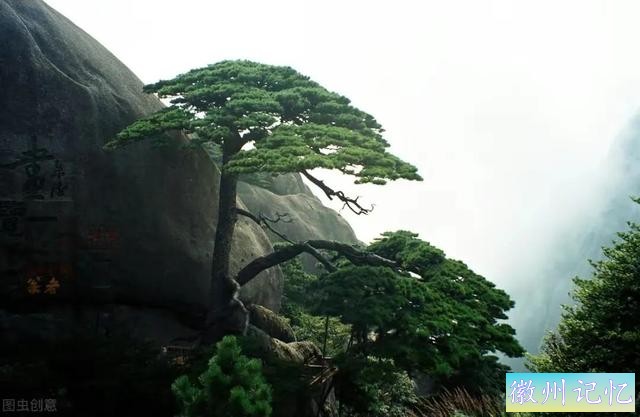 分享——黄山迎客松美图-19.jpg