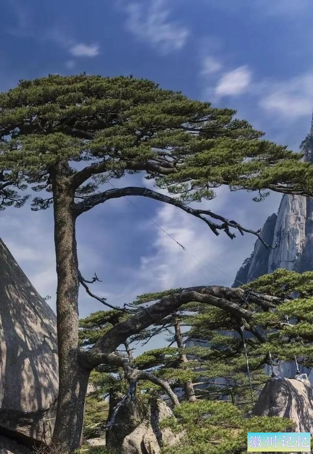 分享——黄山迎客松美图-54.jpg
