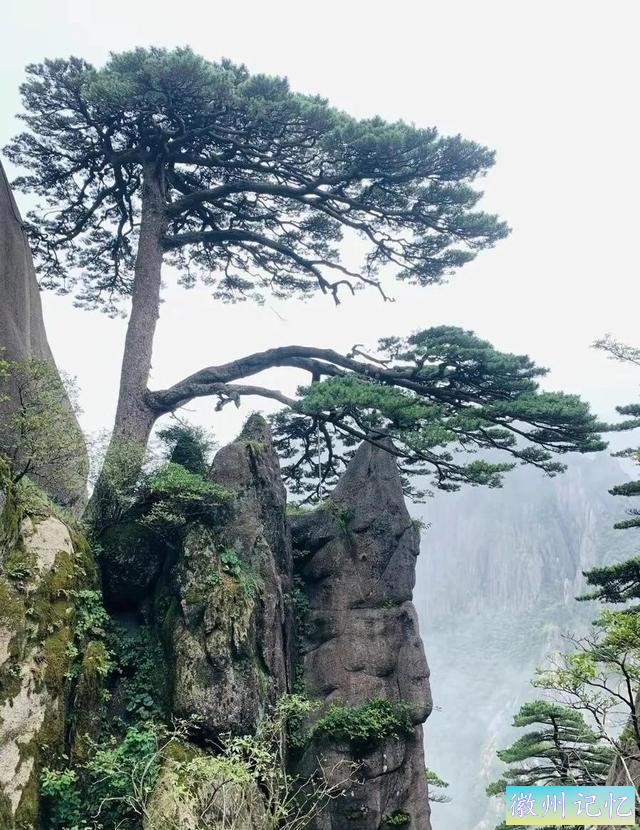 分享——黄山迎客松美图-56.jpg