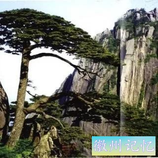 分享——黄山迎客松美图-61.jpg