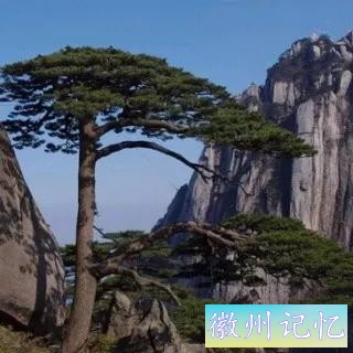 分享——黄山迎客松美图-62.jpg