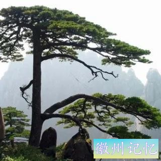 分享——黄山迎客松美图-65.jpg