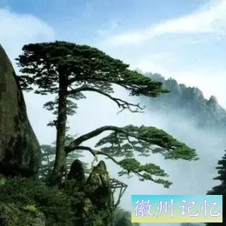 分享——黄山迎客松美图-63.jpg