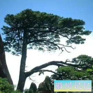 分享——黄山迎客松美图-66.jpg