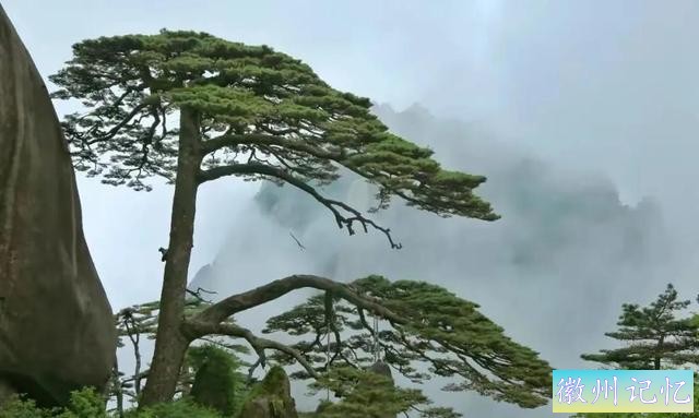 分享——黄山迎客松美图-77.jpg