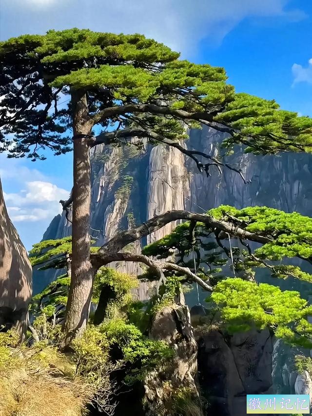 中国最珍贵的树木——迎客松-1.jpg