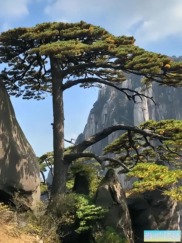 中国最珍贵的树木——迎客松-3.jpg