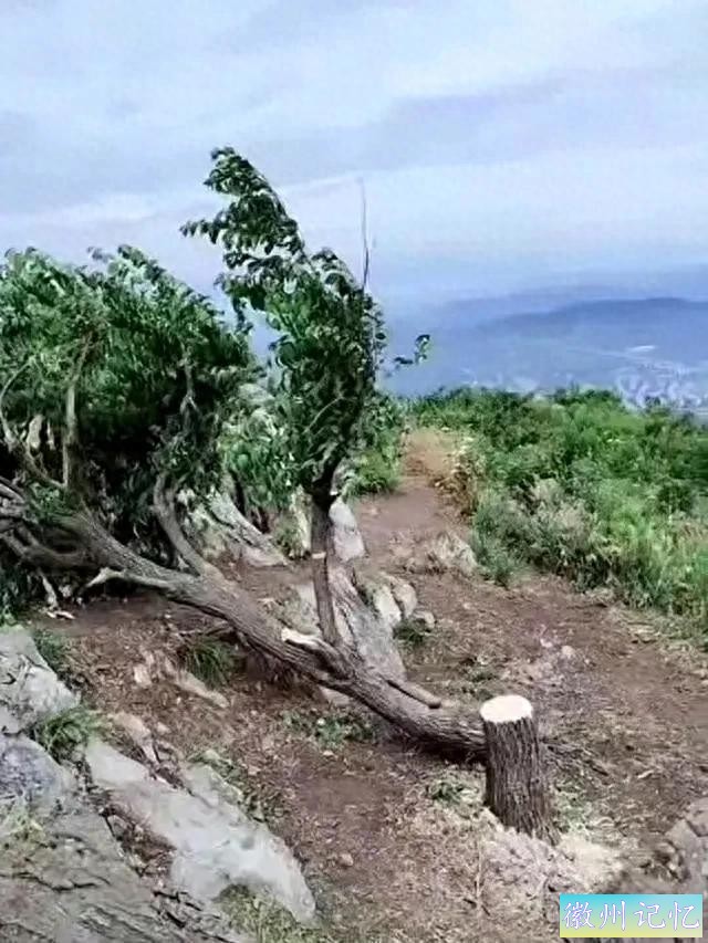 恶意砍伐网红迎客松后续：已找到，是一名女性-1.jpg