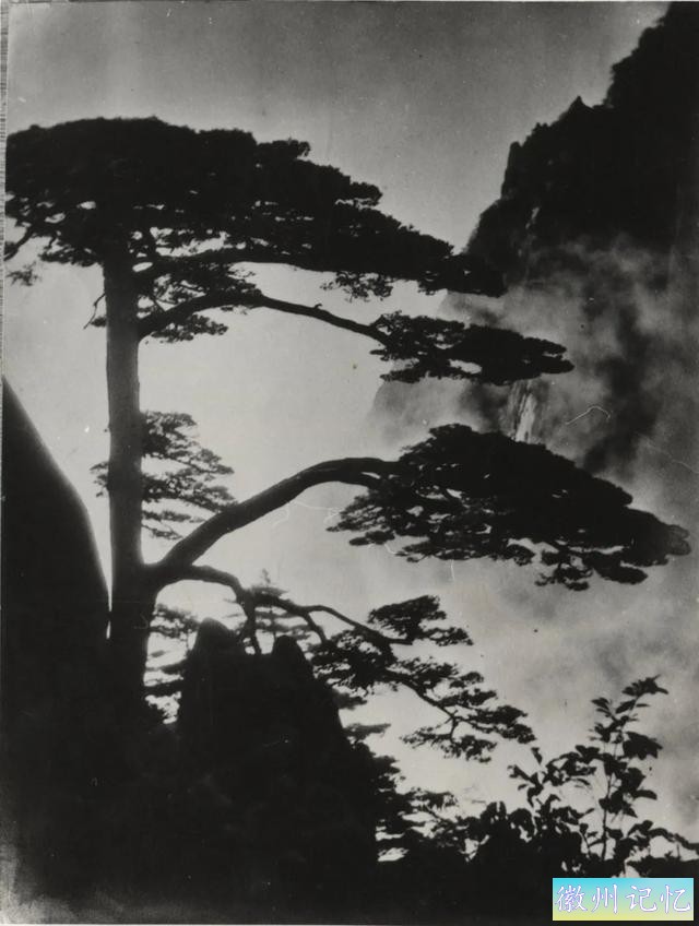 黄山千年迎客松进入体检时间，你了解它吗？-3.jpg