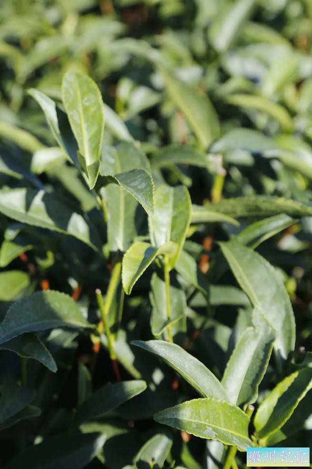 今晚有茶 | 官立茶厂不同品种的三泡茶，指向的都是莲花峰之味-11.jpg