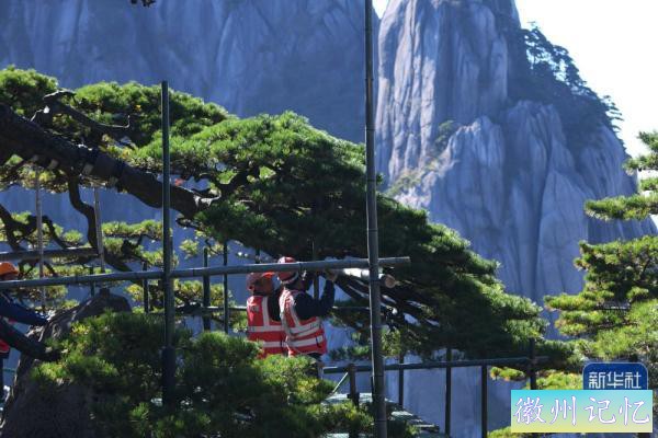 黄山迎客松接受“全面体检”-1.jpg