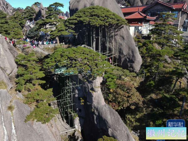 黄山迎客松接受“全面体检”-4.jpg