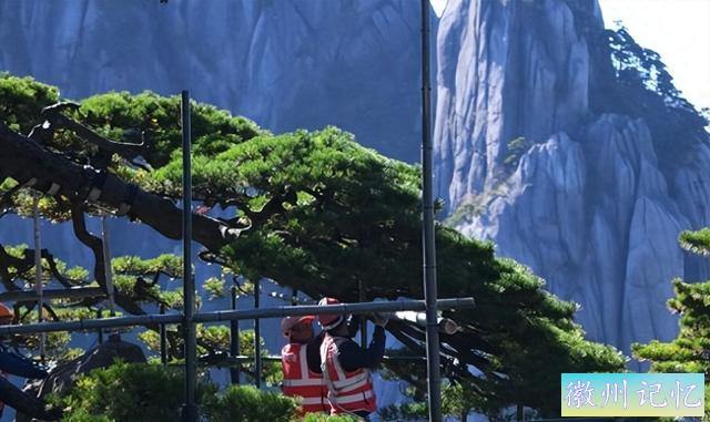 安徽黄山迎客松“体检”进行中，一棵树也要体检，你觉得奇怪吗？-1.jpg