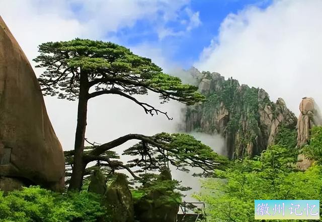 安徽黄山迎客松“体检”进行中，一棵树也要体检，你觉得奇怪吗？-2.jpg