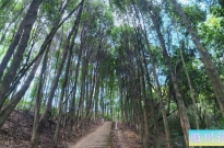 福州徒步线路第3条，莲花峰（北峰）区域第2条-象峰古道