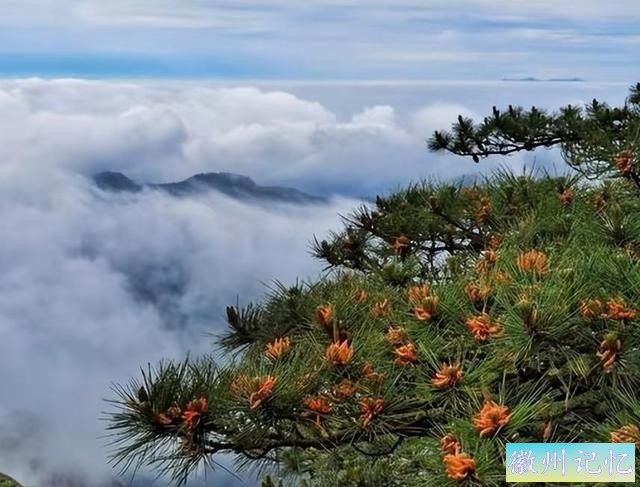 还认为是假树？黄山那棵屹立千年的迎客松，开花了-7.jpg