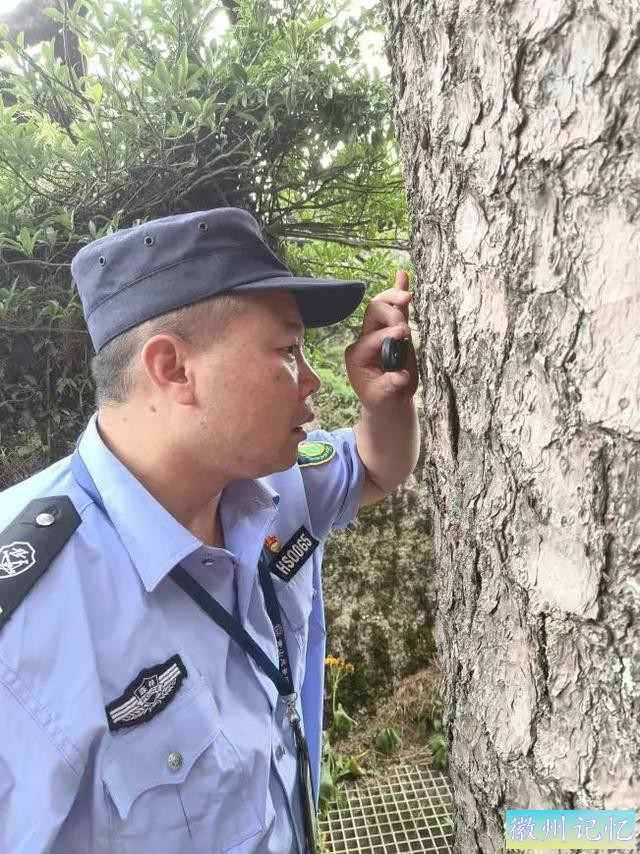 黄山守松人胡晓春：没有感情投入，就守护不好迎客松-2.jpg